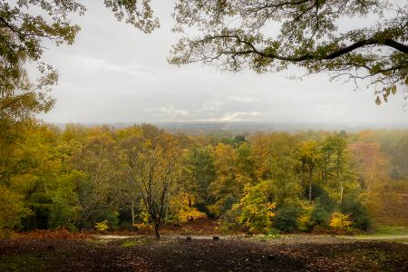Autumn view over Hambledon Common