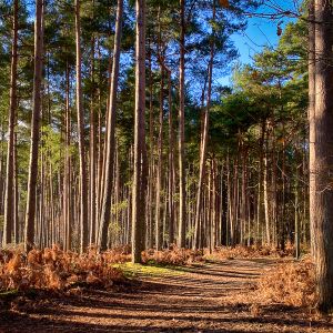 Buss's Common, Hambledon