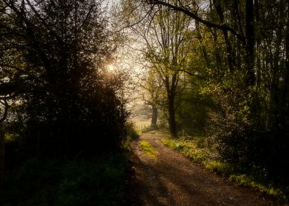 Coming out of the woods