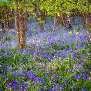 Bluebells galore