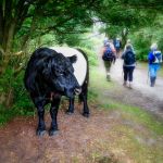 Belted Galloways watching us