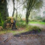 Lots of sulphur tufts