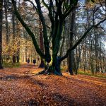 Last of the autumn colours