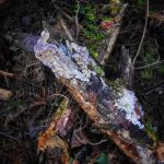 Purple pore bracket (<i>Trichaptum abietinum</i>)