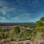 View over Frensham Common