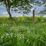 Wild flowers along the fields