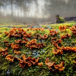 Hairy curtain crust (Stereum hirsutum)