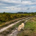 Track accross the heath