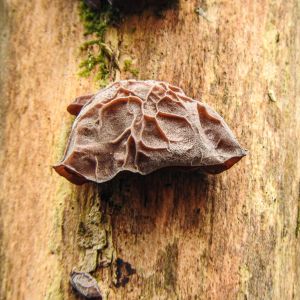 Jelly Ear (Auricularia auricula-judae)