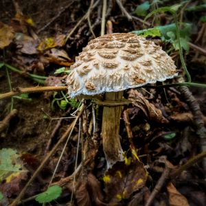 Shaggy parasol (Chlorophyllum rachodes)